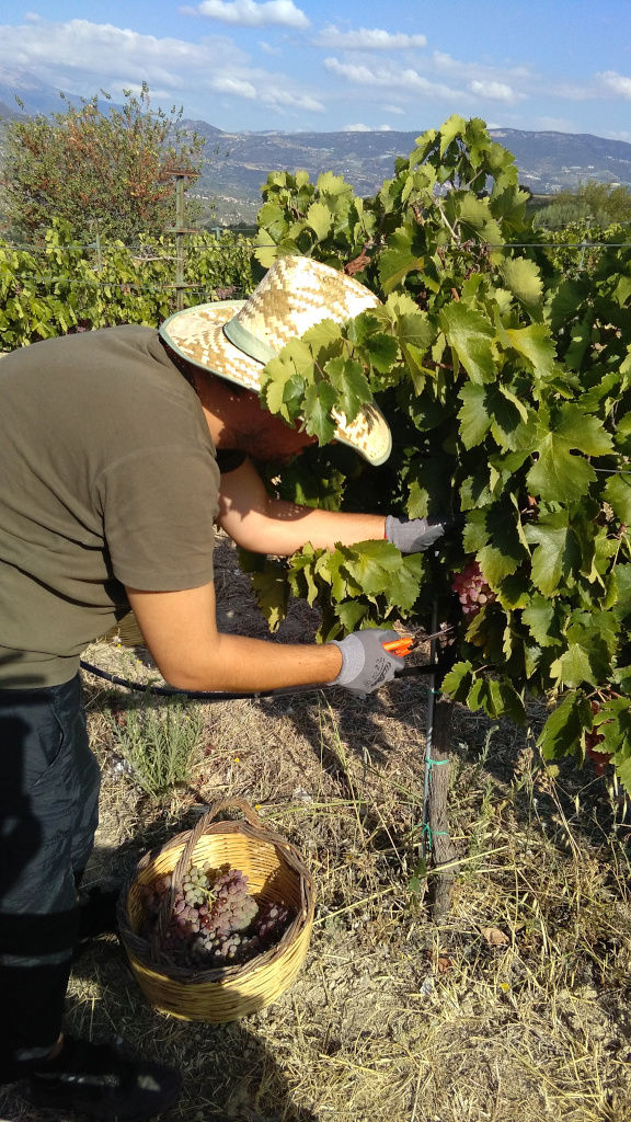 man cutting branche of black grape with a scissors at 'Wisdom of Nature'